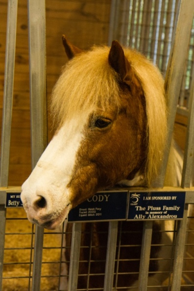 Equestrian_Highlight-01.jpg